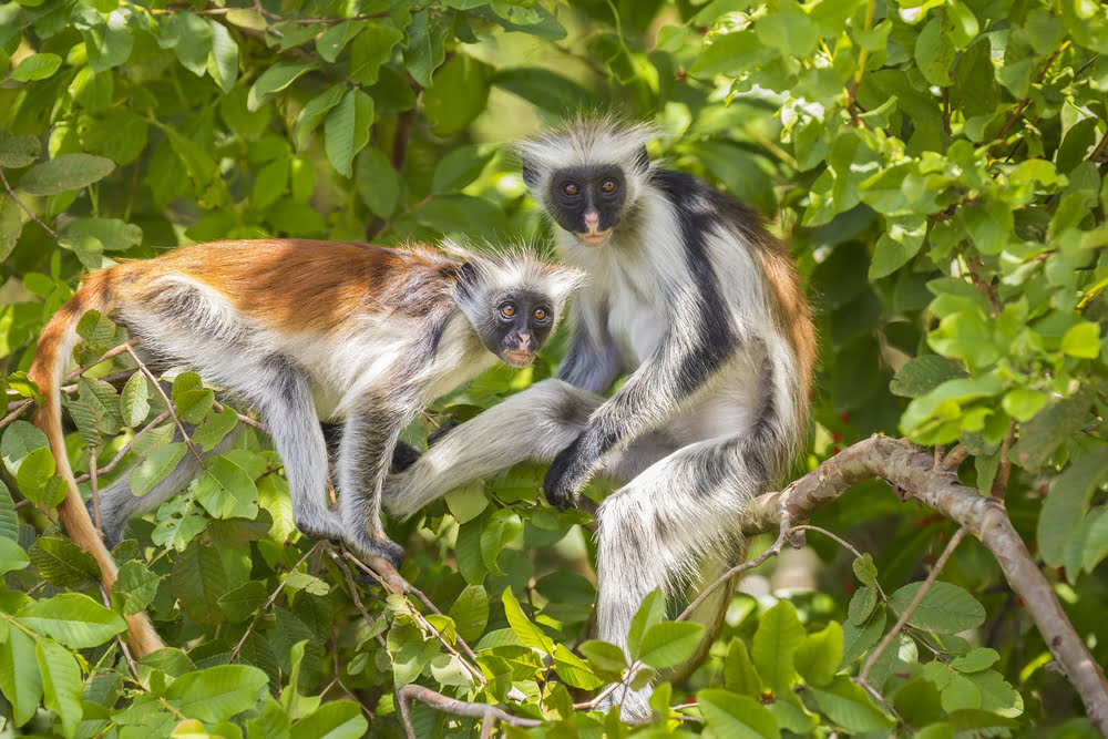 Jozani Chwaka Bay Nationalpark