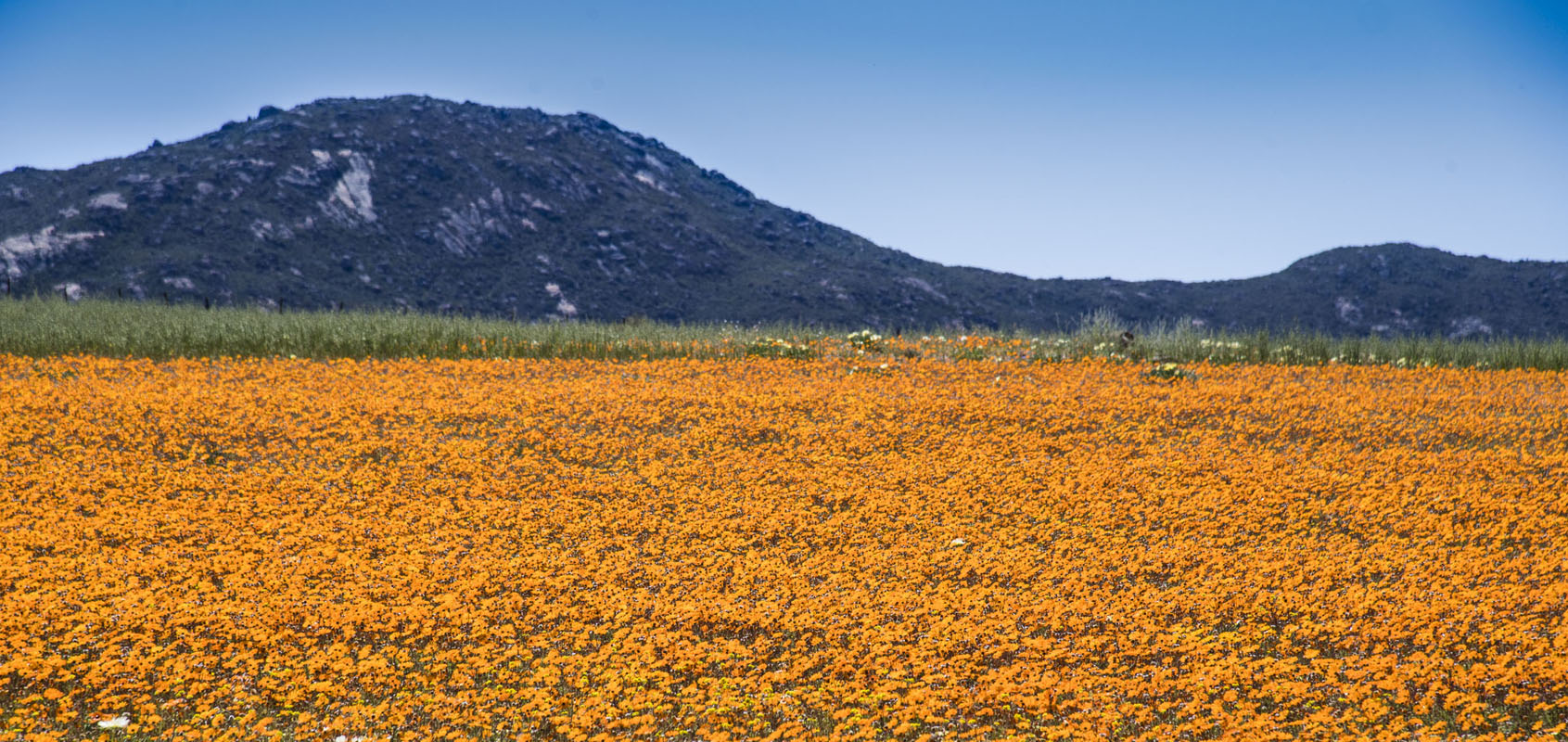 Cederberge / West Coast / Kgalagadi