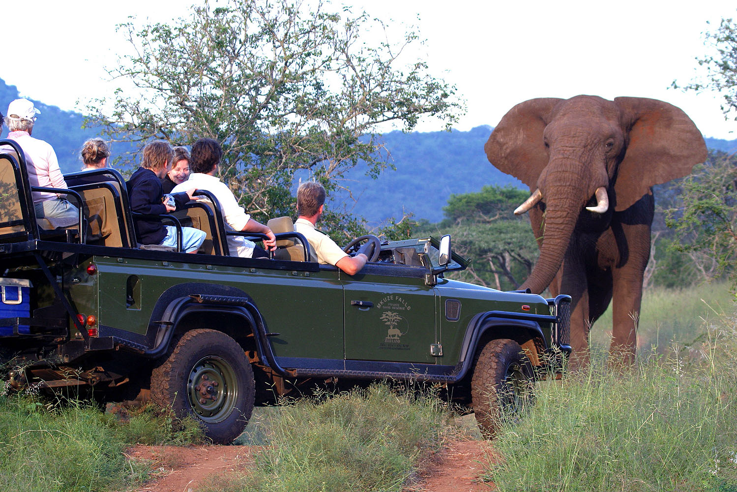 Safari-Fahrzeug mit Reisenden bei einer beeindruckenden Begegnung mit einem Afrikanischen Elefanten im Hluhluwe-iMfolozi Park in Südafrika.