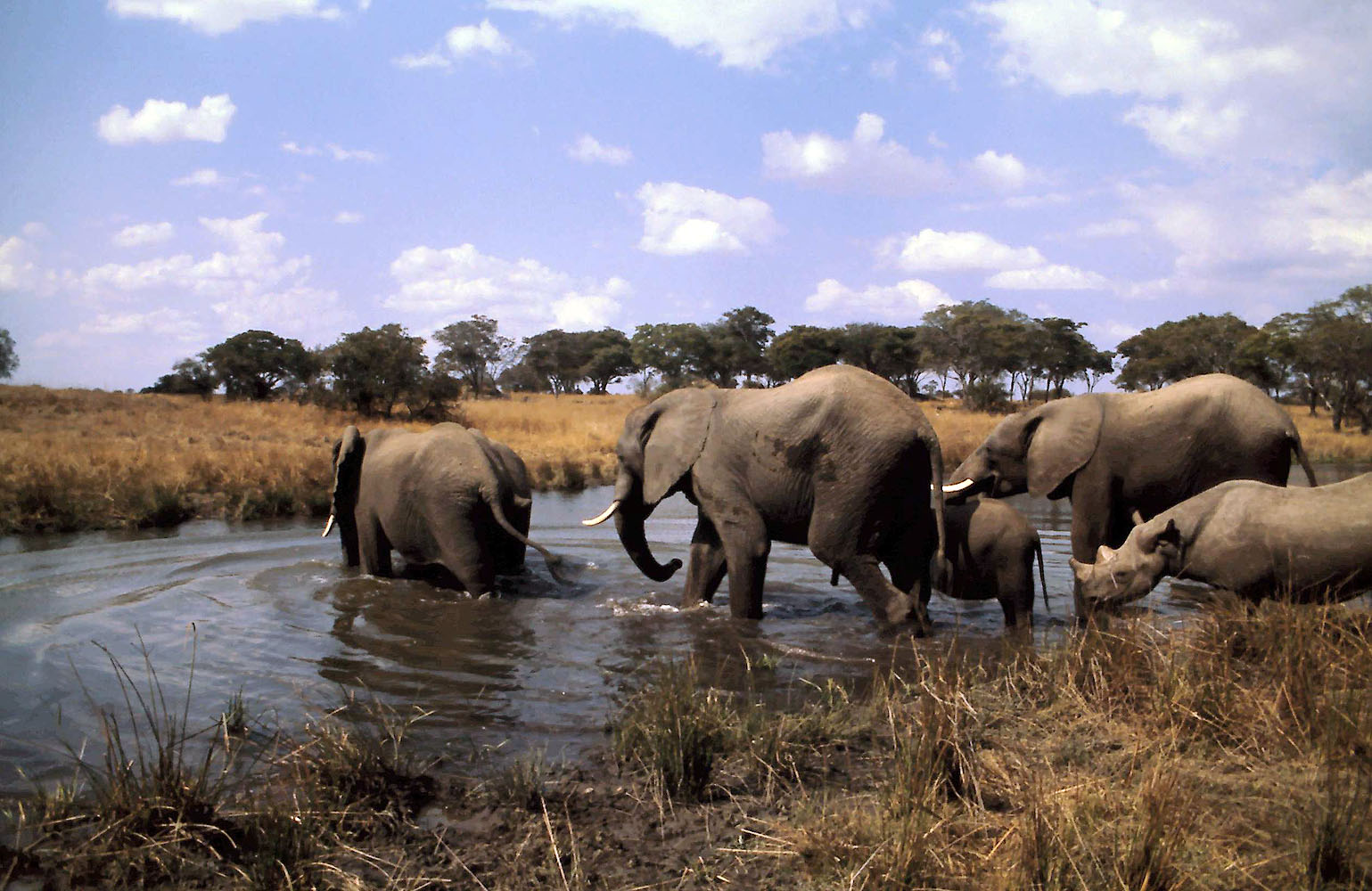 Elefantenherde mit Jungtieren an einem Wasserloch in der afrikanischen Savanne während einer Safari.