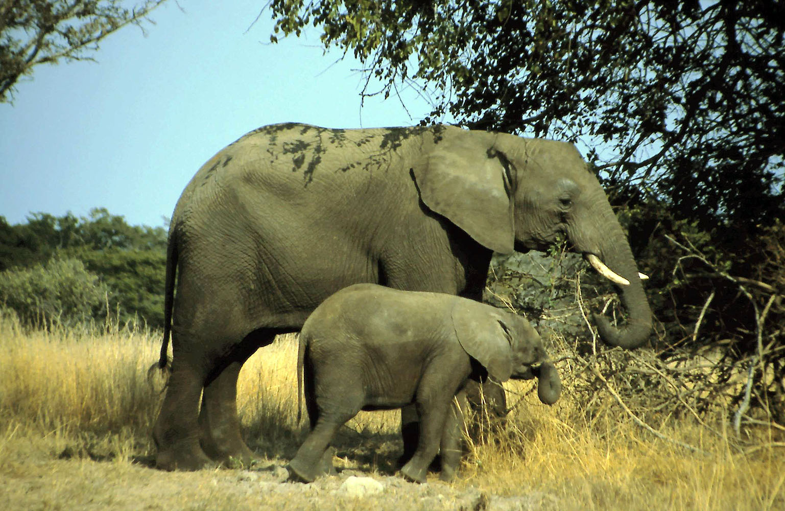 Eine Elefantenkuh mit ihrem Kalb durchquert die Savannenlandschaft eines afrikanischen Wildreservats.