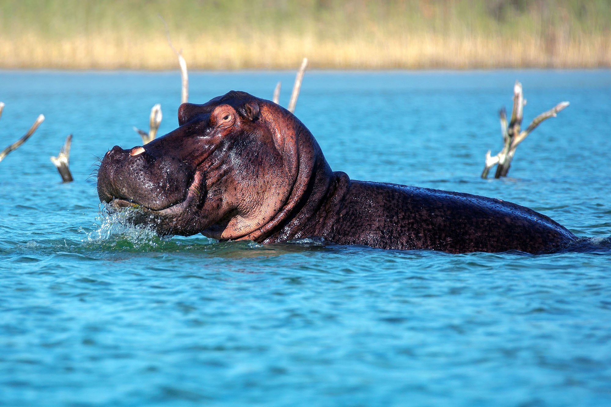 Flusspferd schwimmt in einer Lagune des iSimangaliso Wetland Parks in Maputaland an der Ostküste Südafrikas.
