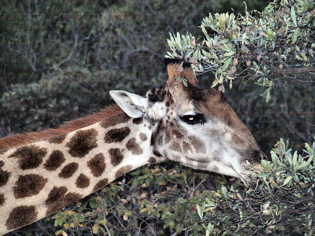 Giraffe frisst Blätter eines Busches während einer Safari in einem südafrikanischen Wildreservat.