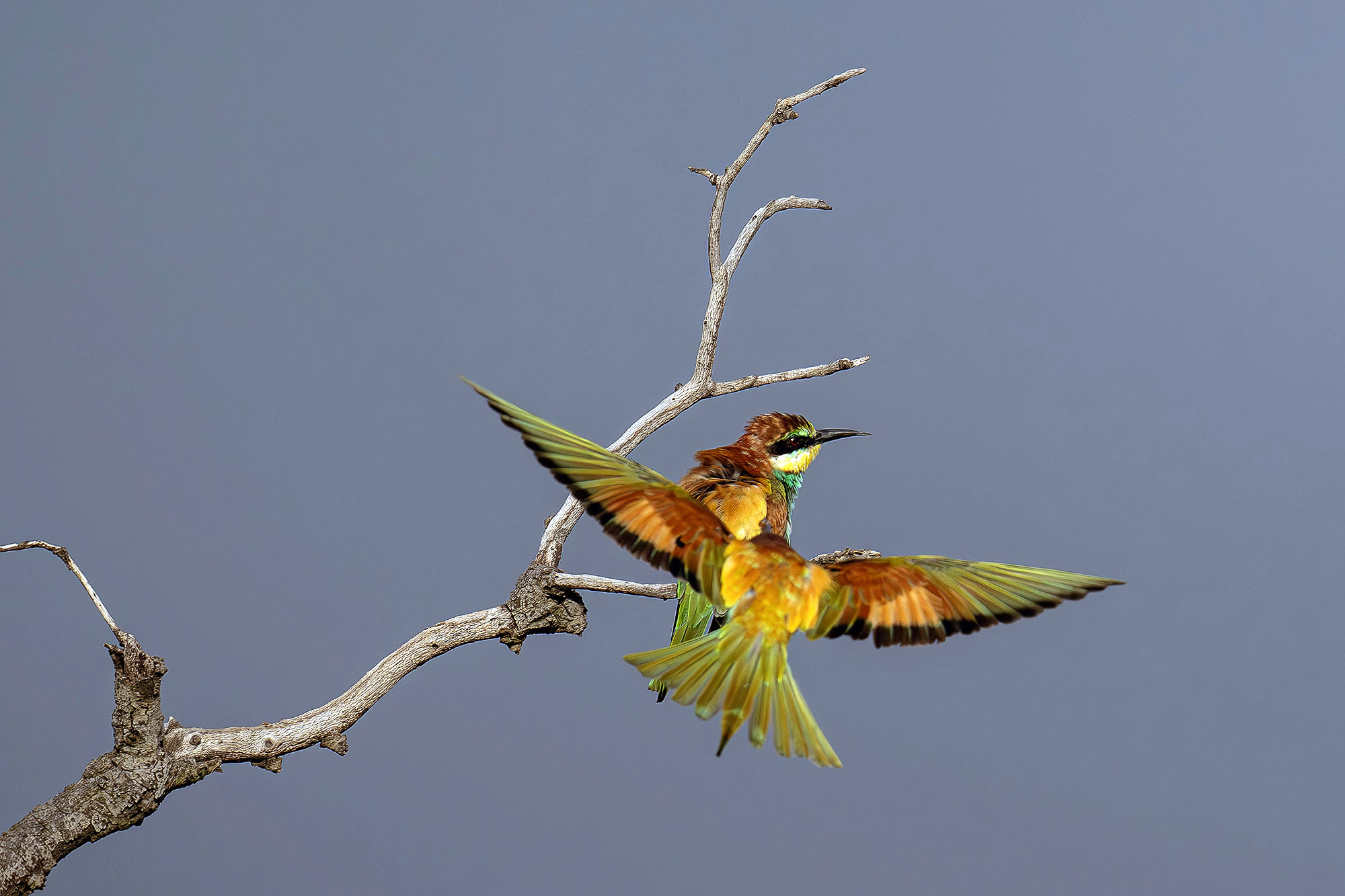 Kruegerpark Regionen Bienenfresser Safari Suedafrika.jpg