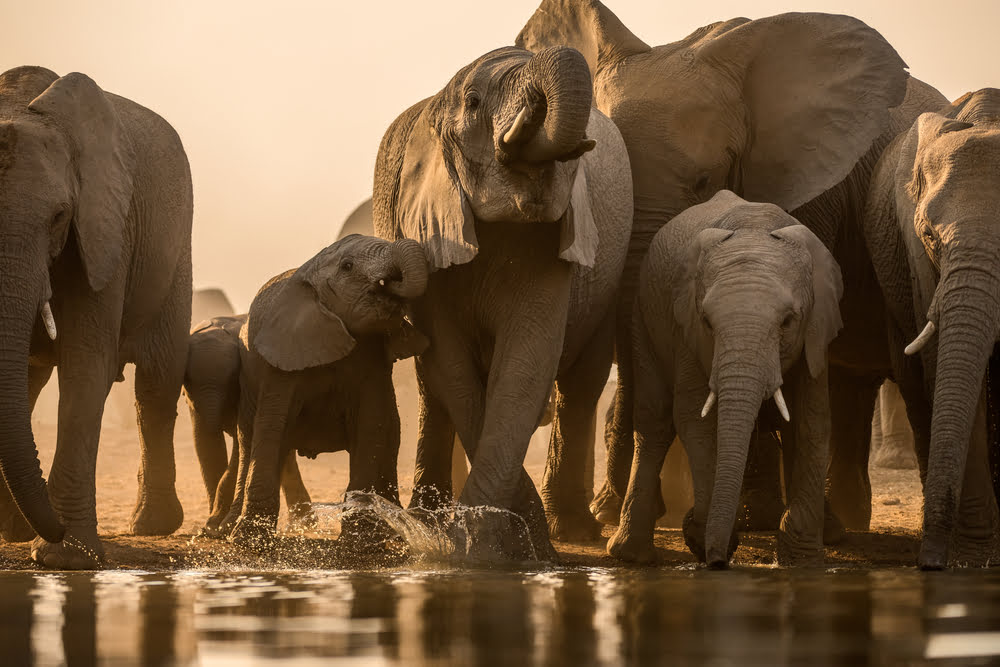 Elefantenherde in der Abendsonne der afrikanischen Savanne – Sinnbild für eine individuelle Safari-Reise mit Jacana Tours
