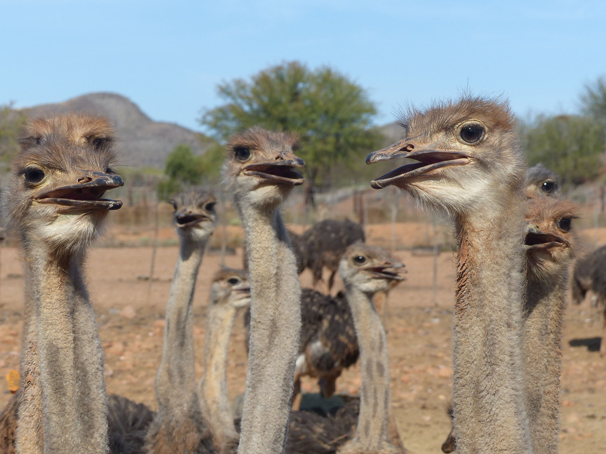 Oudtshoorn / Route 62 / Kleine Karoo