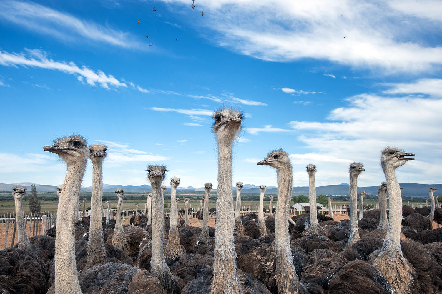 Gruppe von Straußen auf einer Straußenfarm in der Kleinen Karoo entlang der Route 62 in Südafrika.