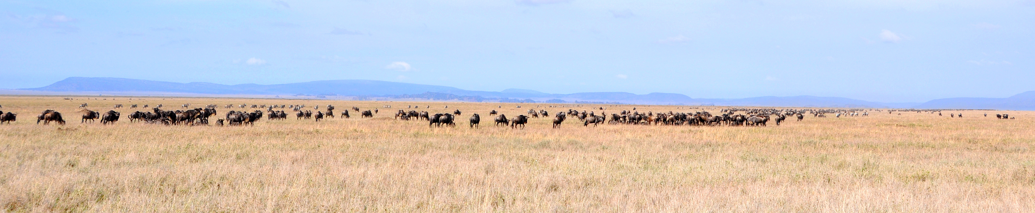 Serengeti National Park / Grumeti Game Reserve