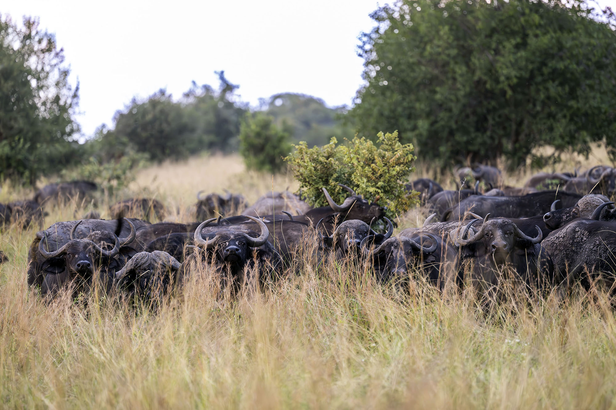 Katavi National Park