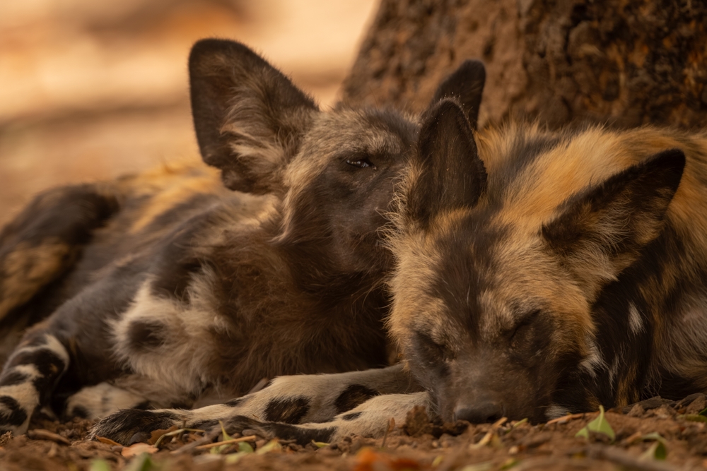 Nyerere National Park / Selous Game Reserve