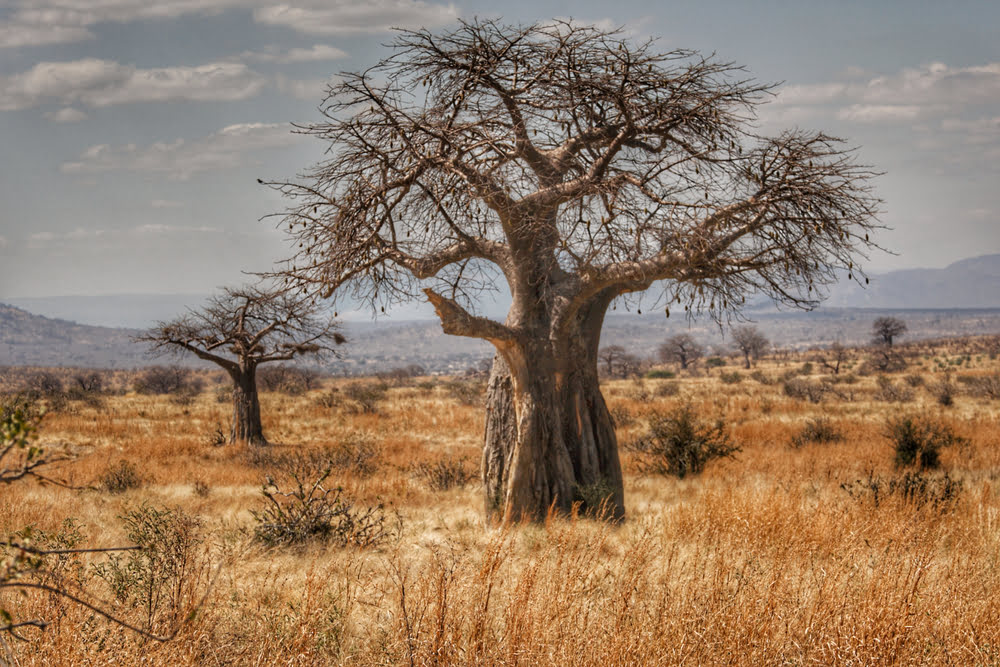 Ruaha National Park