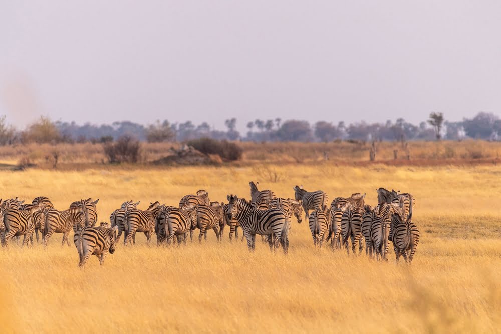 Große Zebraherde in den goldenen Savannen Tansanias während der Tierwanderung in einer weiten ostafrikanischen Graslandschaft.