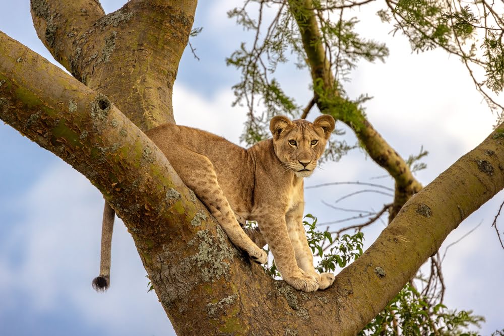 Junger Löwe ruht auf einem Baum im Ishasha-Sektor des Queen Elizabeth Nationalparks in Uganda.