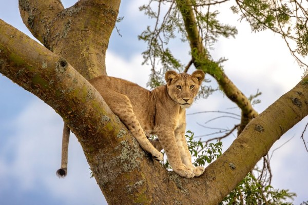 Flugsafari zu den Höhepunkten Ugandas