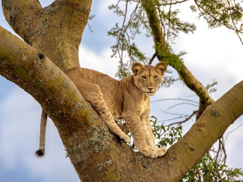 Junger Löwe ruht auf einem Baum im Ishasha-Sektor des Queen Elizabeth Nationalparks in Uganda.