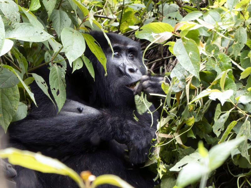 Berggorilla im dichten Regenwald des Bwindi Impenetrable Nationalparks in Uganda während eines Gorilla-Trekkings.