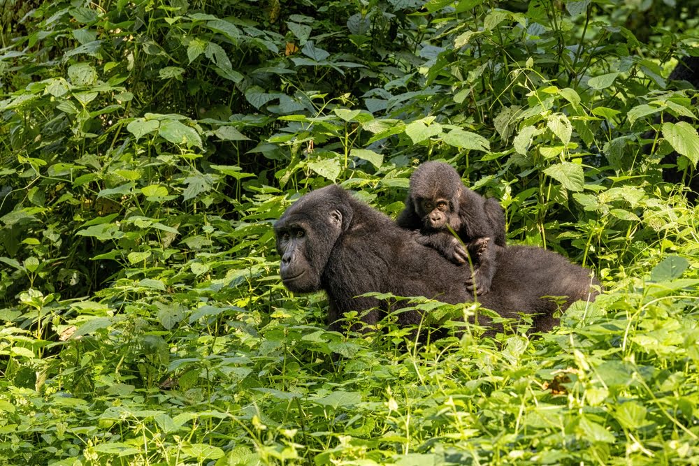 Bwindi Impenetrable Forest