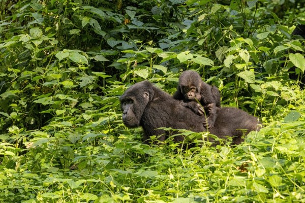 Uganda - Auf den Spuren der Gorillas 
