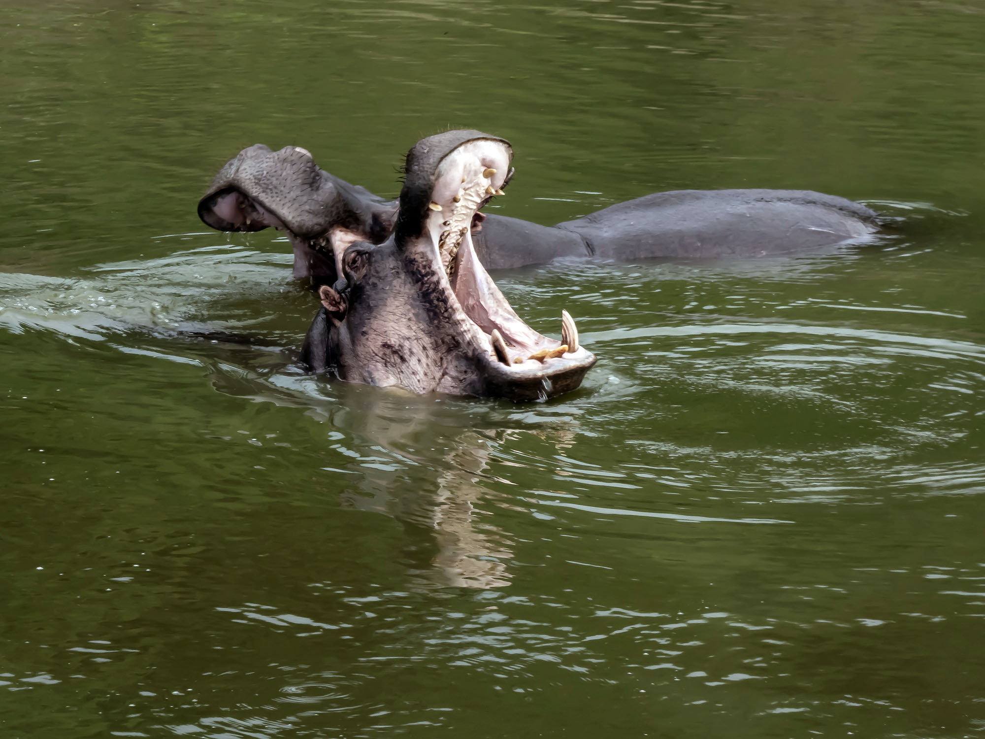 Flusspferde im Kazinga-Kanal des Queen Elizabeth Nationalparks in Uganda, eines der tierreichsten Gewässer Afrikas.