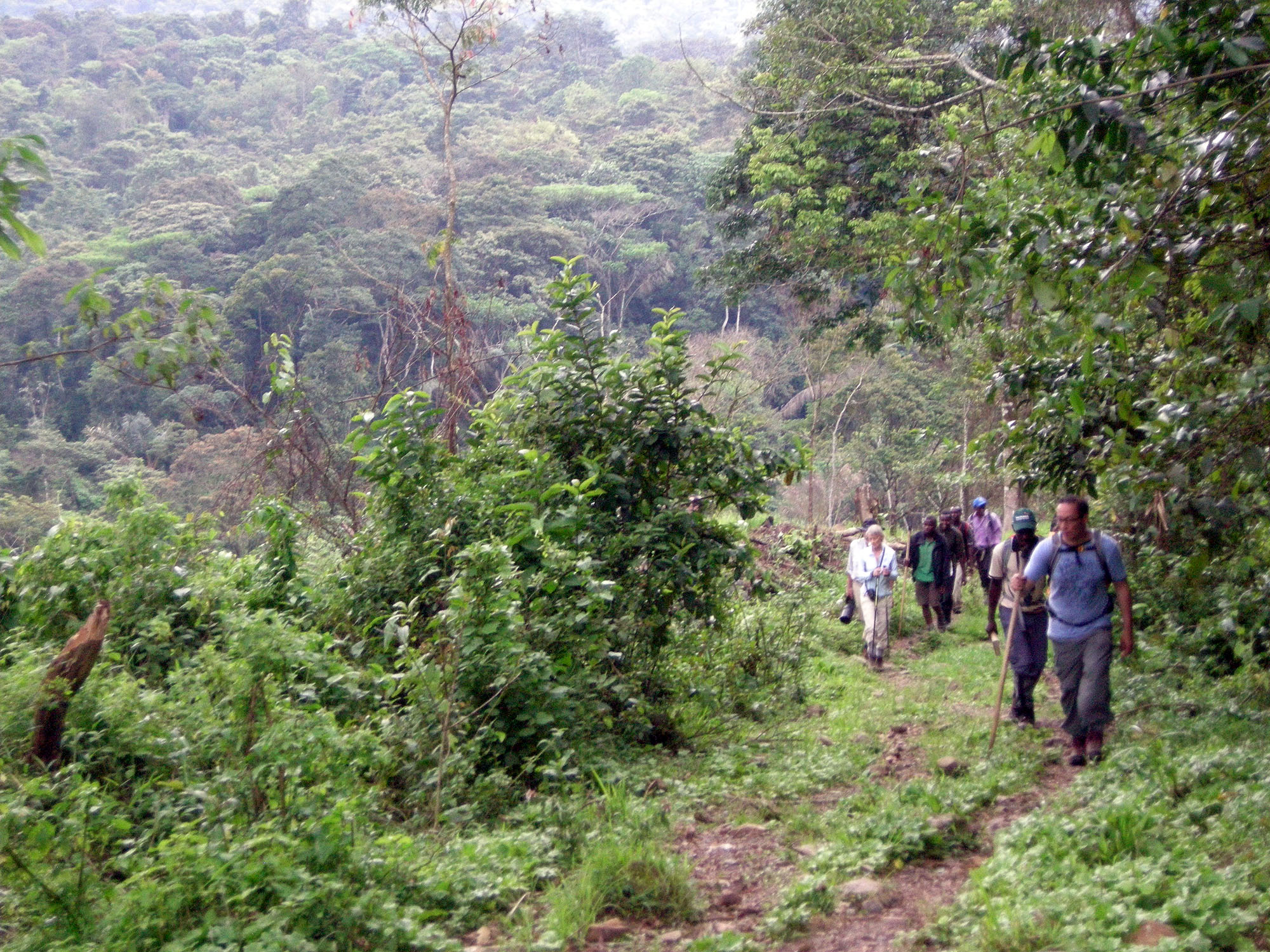 Wandergruppe auf einem Waldpfad im Bwindi Impenetrable Nationalpark in Uganda, umgeben von dichtem Regenwald während eines Gorilla-Trekkings.