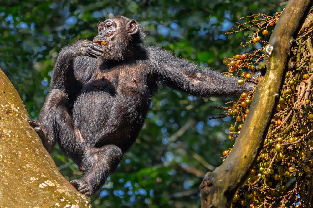 Wilder Schimpanse sitzt auf einem Baum und frisst Früchte im Kibale National Park in Uganda.