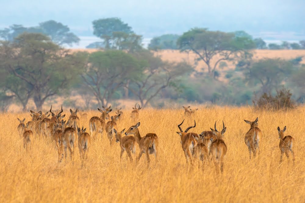 Murchison Falls National Park