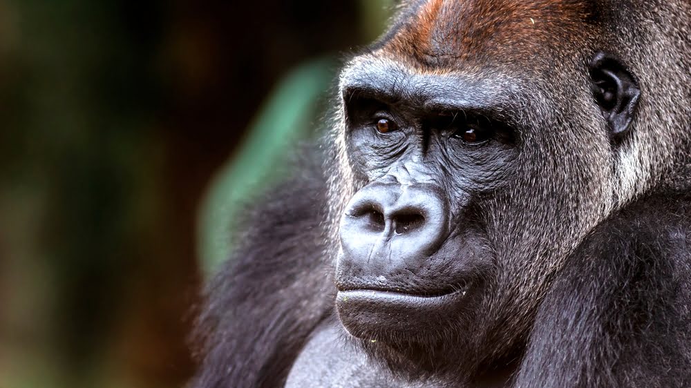 Porträt eines Berggorillas im Regenwald Ugandas mit aufmerksamem Blick und dichtem silbergrauem Fell.