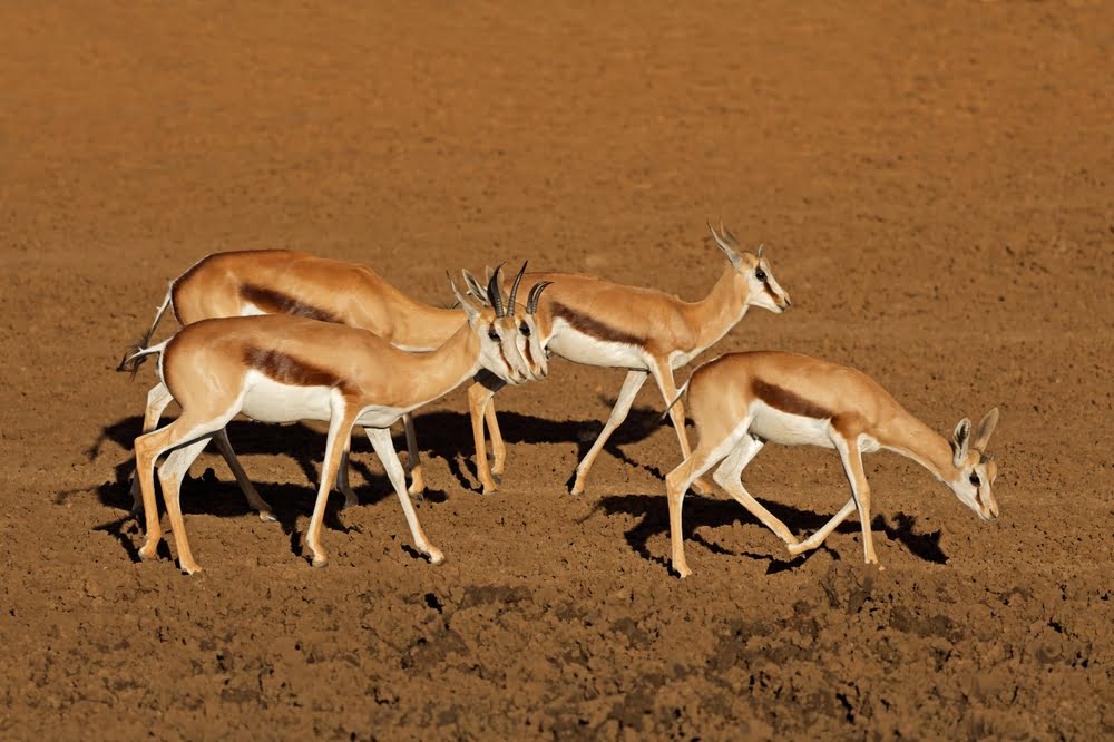 Kafue National Park