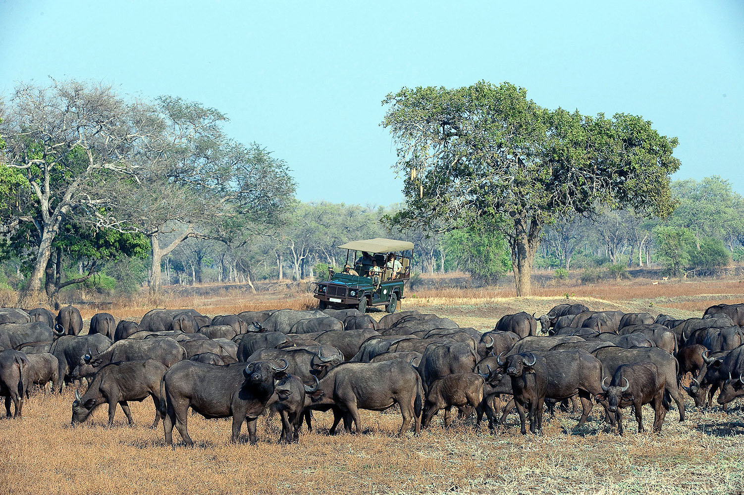 Große Herde Afrikanischer Büffel in der Savanne, beobachtet von einem offenen Safari-Fahrzeug während einer Pirschfahrt.
