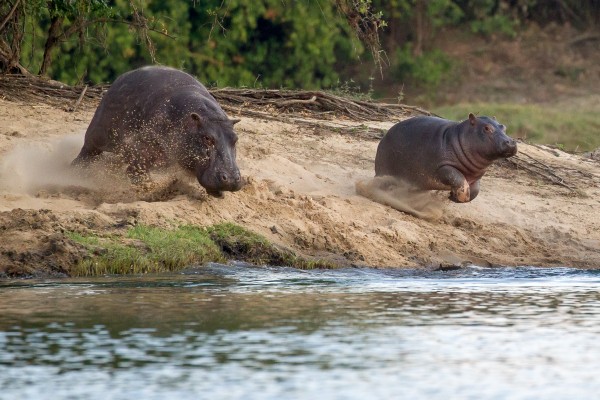 Two Rivers Safari