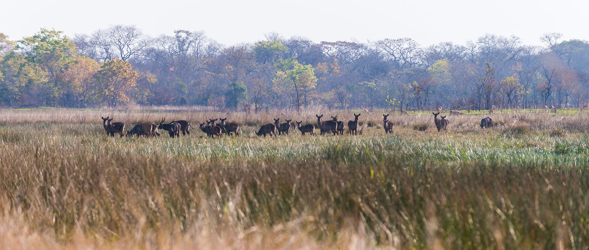 Herde von Lechwe-Antilopen in einem grasbewachsenen Feuchtgebiet des Okavango-Deltas vor bewaldeter Kulisse.