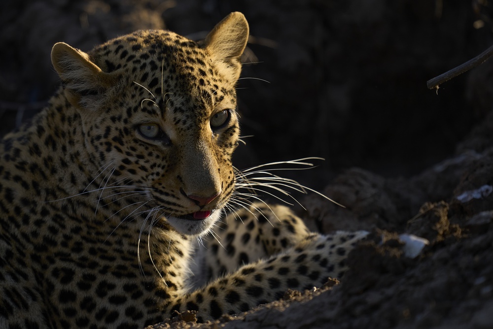 South & North Luangwa National Park
