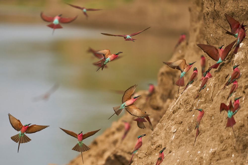 Farbenprächtige Karminspinte an den Ufern des Luangwa-Flusses in Sambia – Naturerlebnis zwischen Safari und Malawi-See.