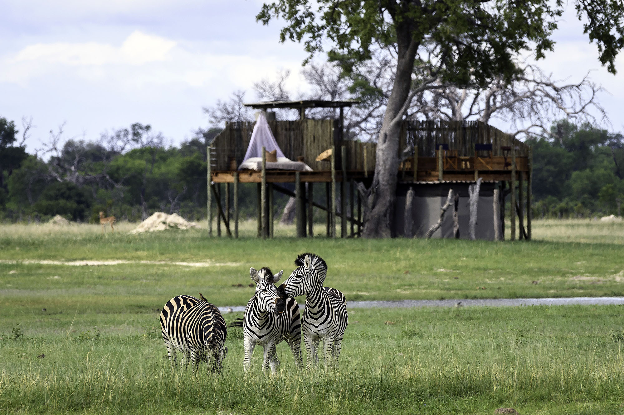 Zebras grasen vor einer erhöhten Baumhaus-Lodge inmitten der afrikanischen Savanne.