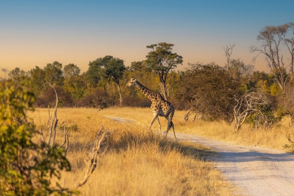 Best of Zimbabwe