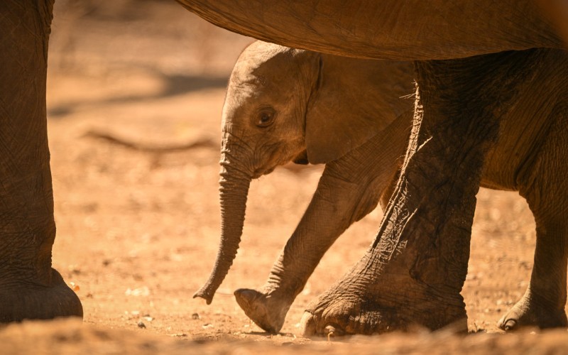Abenteuer Botswana