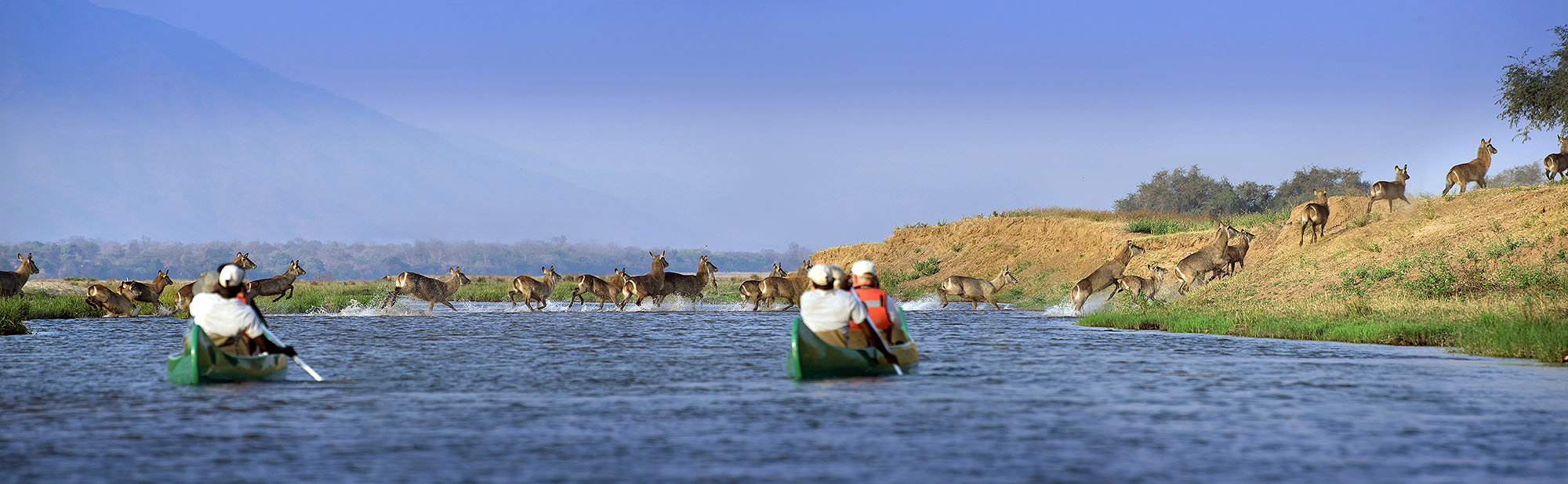 Gäste auf einer Kanu-Safari beobachten eine Herde Wasserböcke, die einen afrikanischen Fluss durchquert.