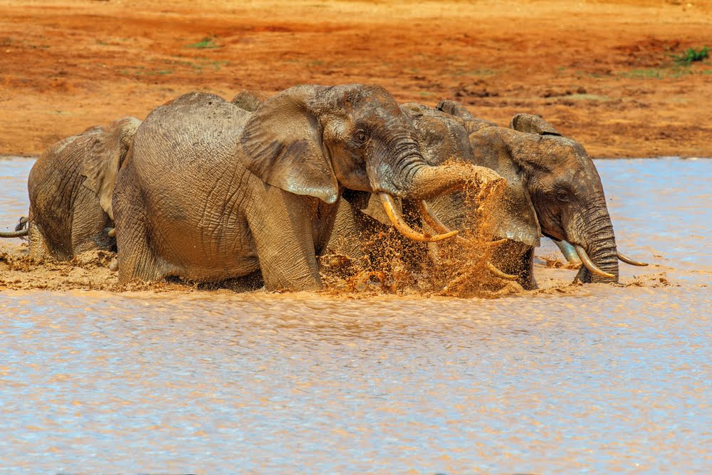 Kariba See